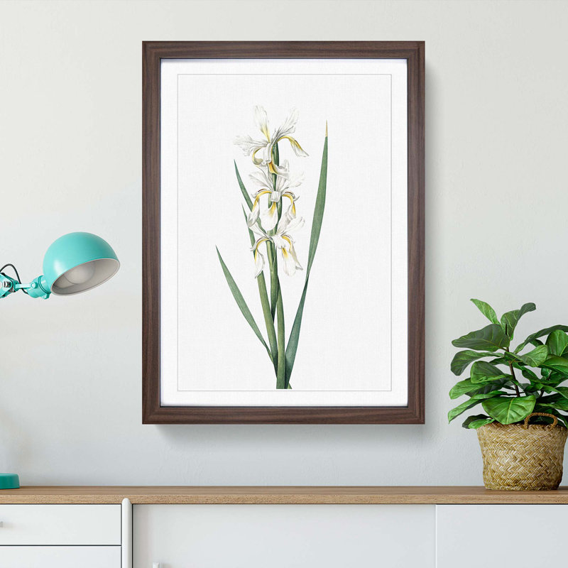 Yellow-Banded Iris Flowers by Pierre-Joseph Redoute - Picture Frame Graphic Art Print, 65cm H x 48cm W x 2cm D, Walnut Framed