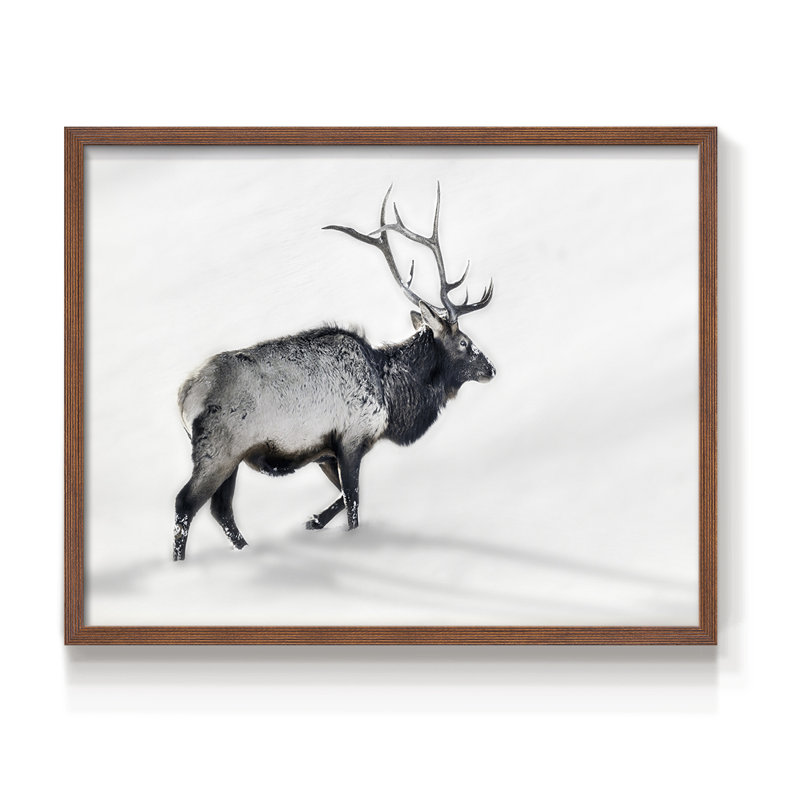 Lone Bull -Framed Print - Restickable, H 16 po x l 20 po, Noyer