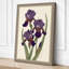 Purple Irises Study Botanical - Wrapped Canvas-1032612377-1032612378
