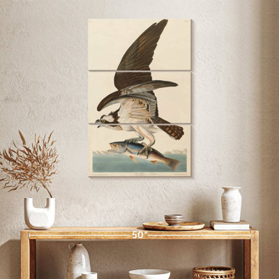 Osprey And Weakfish