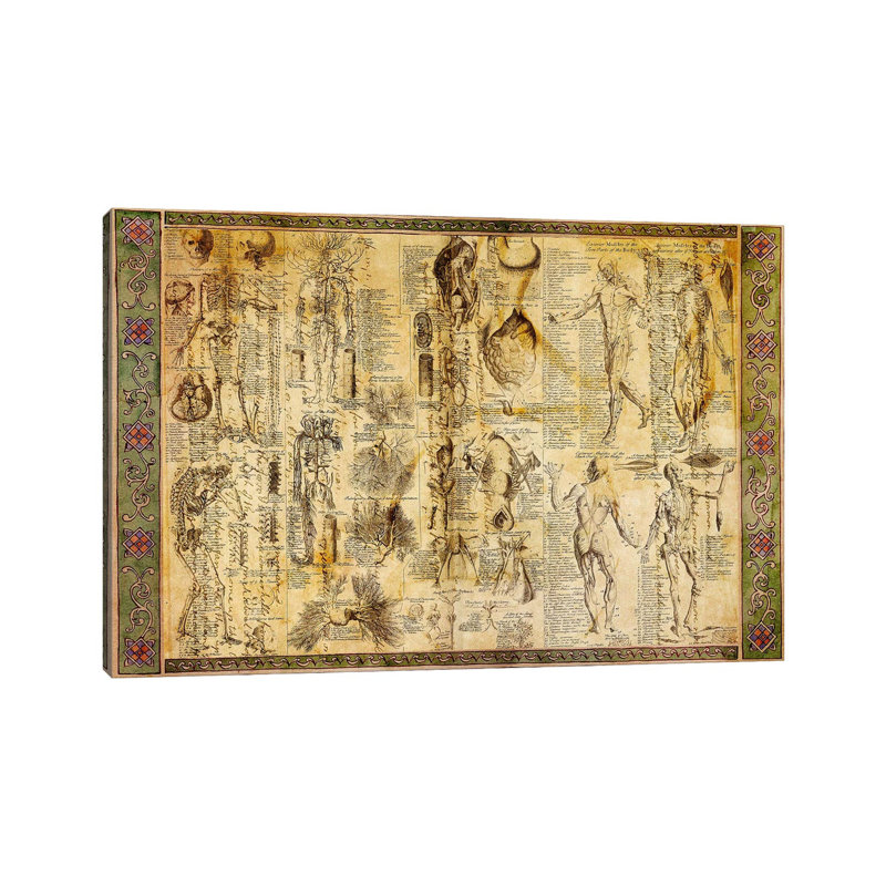 Tableau d'anatomie - impression sur toile tendue, H 12 po x l 18 po x 1,5 po