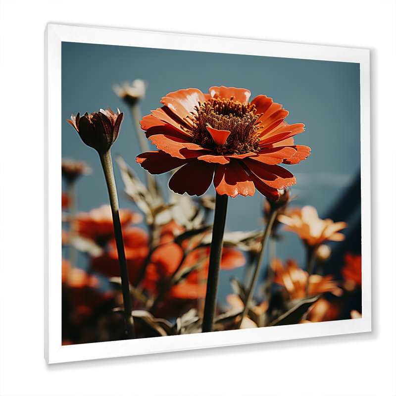 Rayon rouge Zinnias - art mural Zinnias, Cadre simple blanc, H 16 po x l 16 po x P 1 po