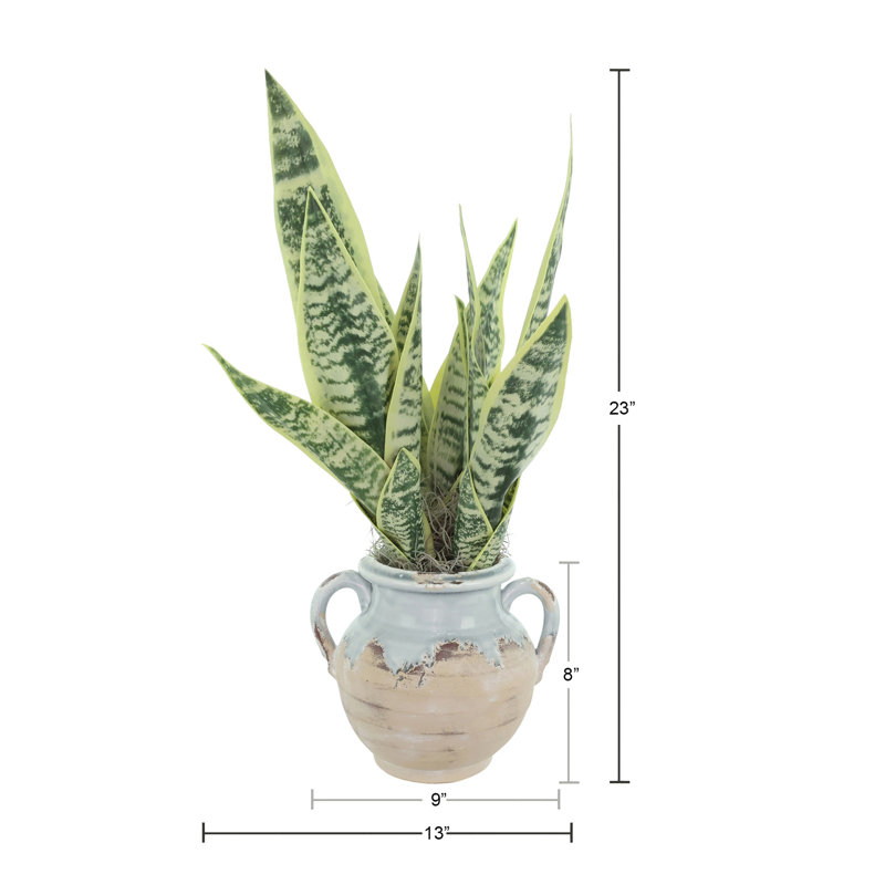 Snake Plant Arranged in Stone Vase