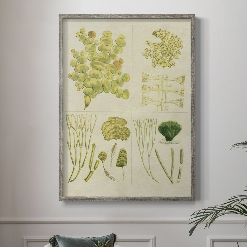 Reproduction encadrée Vintage Sea Grass IV - bois massif, H 15 po x l 12 po
