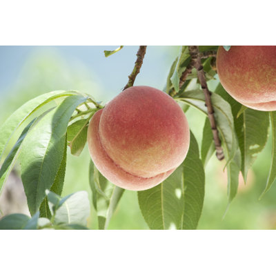 «Peach of Orchard» par Billy_Fam - Photographie sur toile tendue