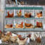 Boîte de 8 poulets en métal-1545966970