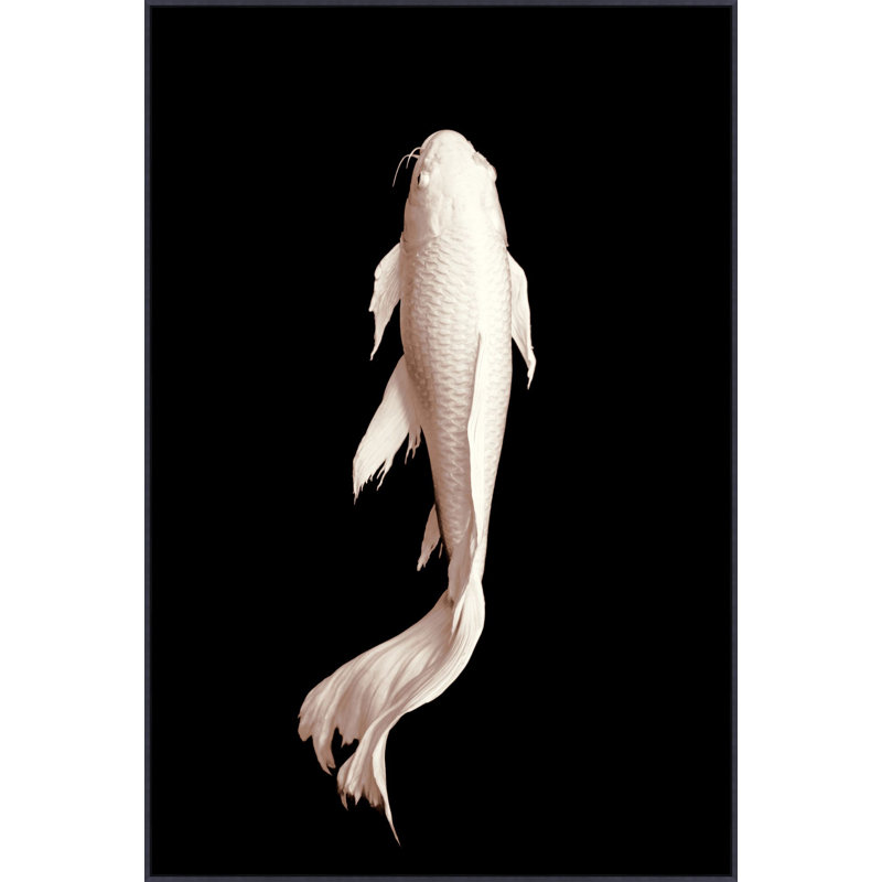 Koi 1