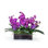 ORCHID VANDA IN GLASS