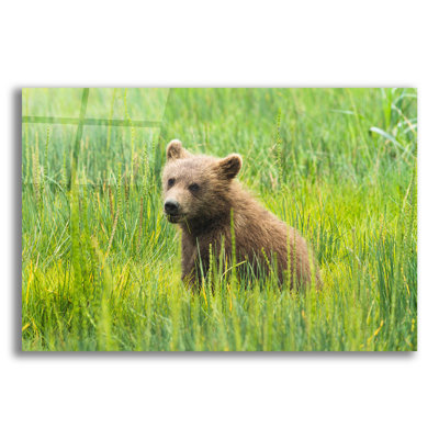  'Grizzly Bear Cub' by Richard Wong Acrylic Glass Wall Art