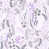 Papier