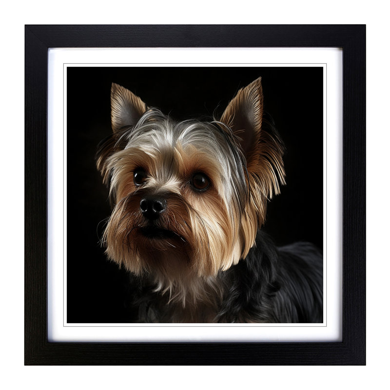 Yorkshire Terrier Photograph - Framed Print, Black Framed