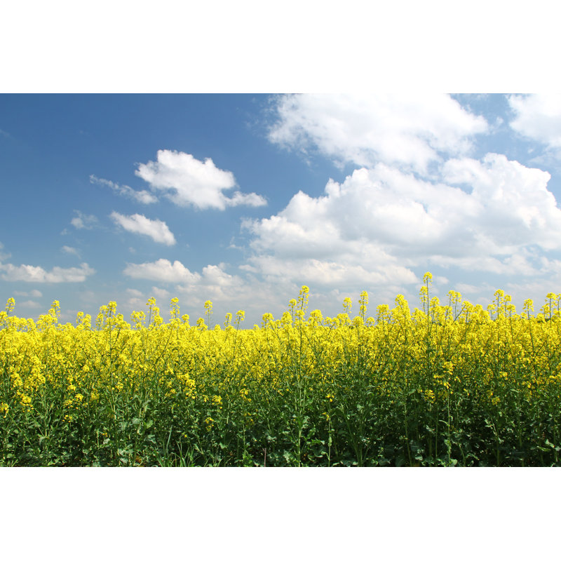 Rapeseed Field - Wrapped Canvas Print, 30cm H x 46cm W x 3.8cm D