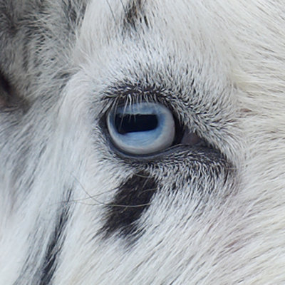 «Blue Goat Eye» par Lindacharlton