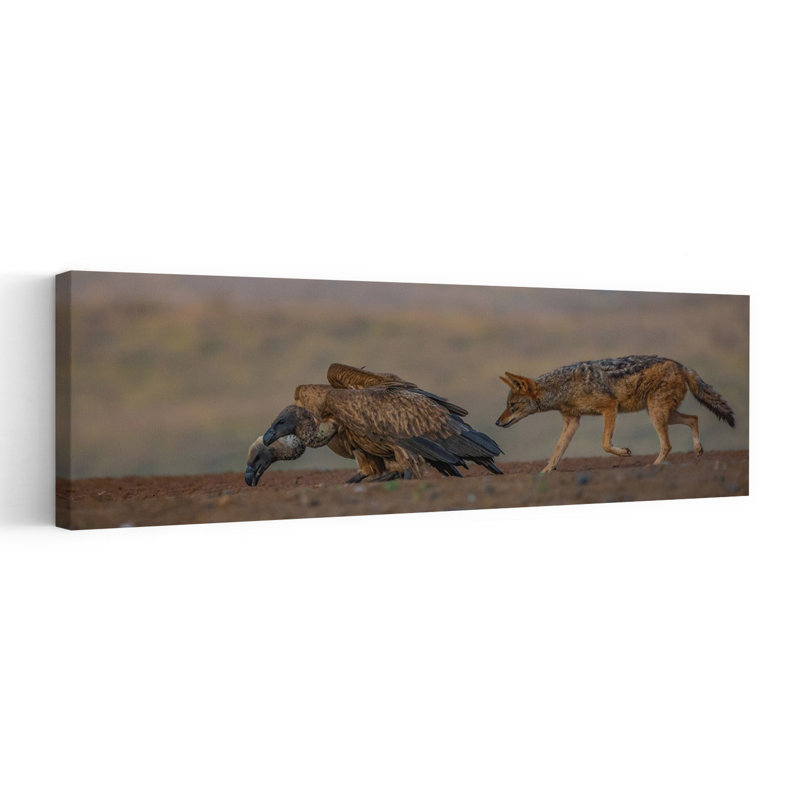 African Vulture Jackal 1 Piece Wrapped Canvas Panoramic Wall Art, 121.92 cm H x 40.64 cm W