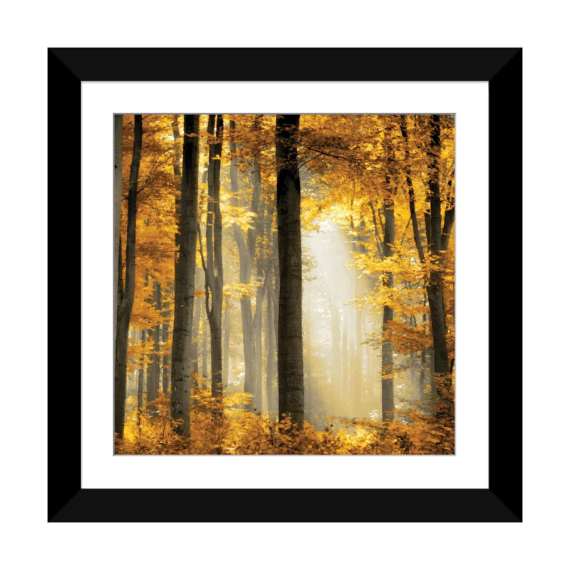 «Sunlit Forest II», impression sur toile, Papier d'art encadré noir, Blanc, H 24 po x l 24 po x P 1 po