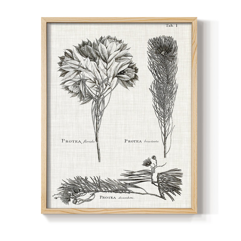 Protea on Linen I noir et blanc, reproduction encadrée - bois massif, H 30 po x l 24 po