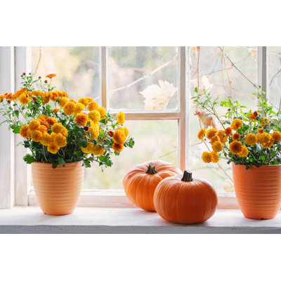 Chrysanthemums and Pumpkins on Old White Windowsill - Photographie sur toile tendue