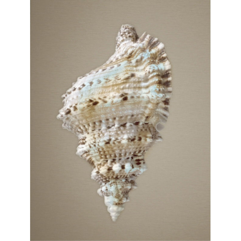 Shells On Champagne III Print by Sofia Fox, Glass Coat, 48" H x 36" W x 1.5" D