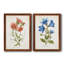 Botanical I - 2 Piece Print-271774482-271774487-271774457