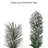 Lighted Pine Christmas Tree