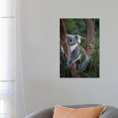 A Federally Threatened Koala At A Healesville Sanctuary In Victoria by Joel Sartore - Gallery-Wrapped Canvas Giclée on Canvas