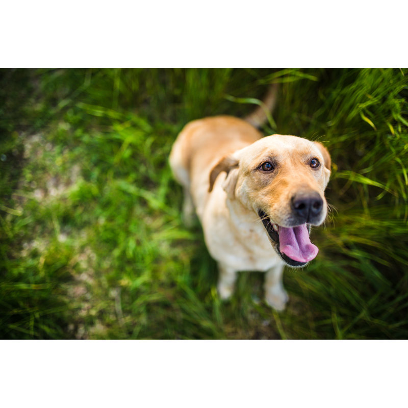 Happy Dog by Pekic, 32" H x 48" W