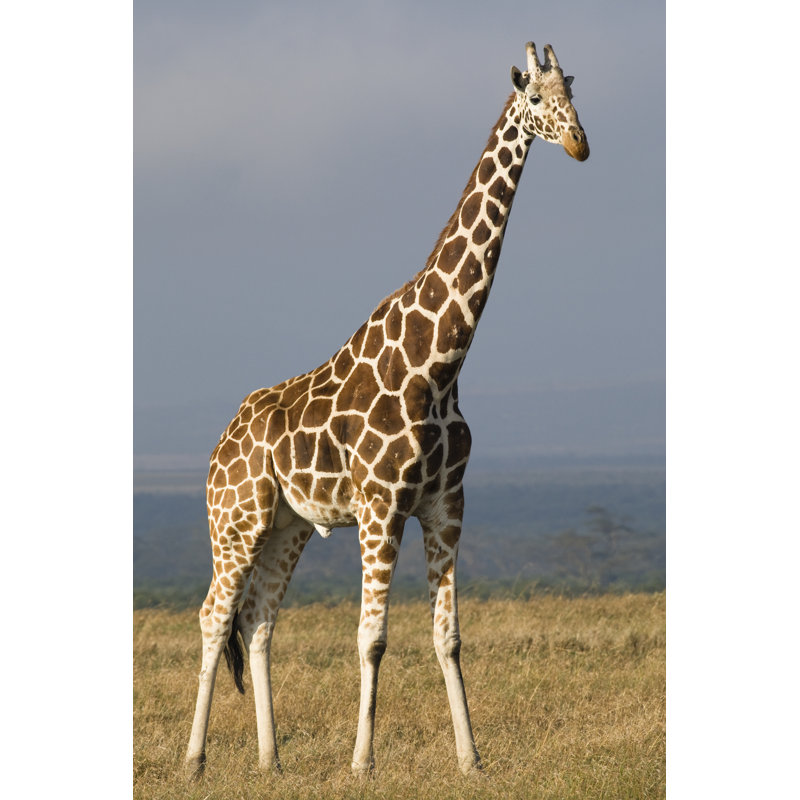 Girafe réticulée par Mddpoto - Photographie sur toile tendue, L 20 po x H 30 po