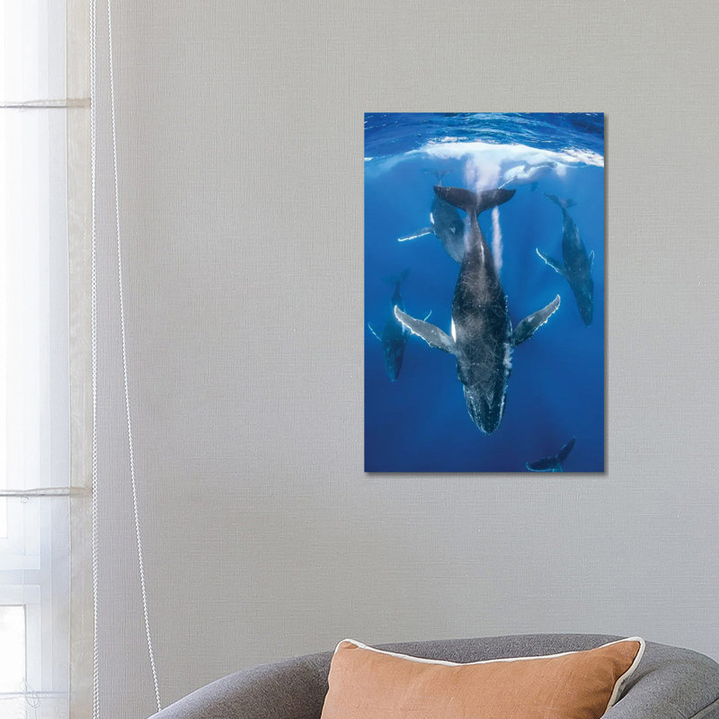Humpback Whale Heat Run by Jordan Robins - Wrapped Canvas Print, 66.04 cm H x 45.72 cm W x 3.175 cm D
