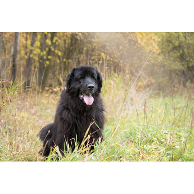 Chien de Terre-Neuve - photographie sur toile tendue