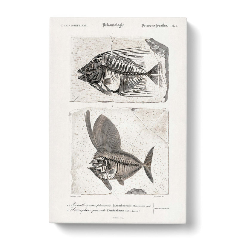 Fish Fossil Illustrations PL. L by Charles D' Orbigny - Wrapped Canvas Painting, 76cm H x 50cm W x 3cm D