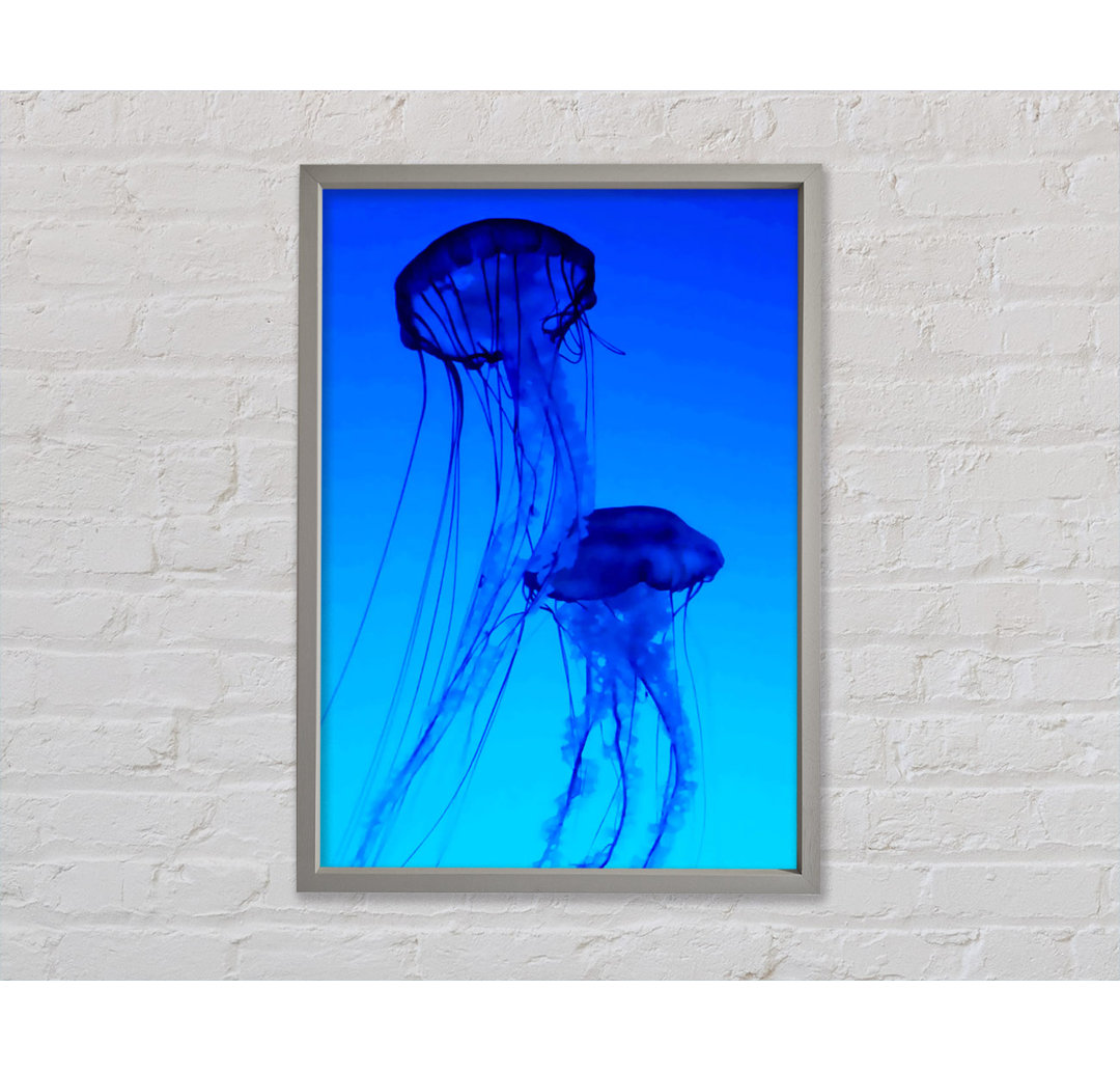 Jellyfish Duo - Druck