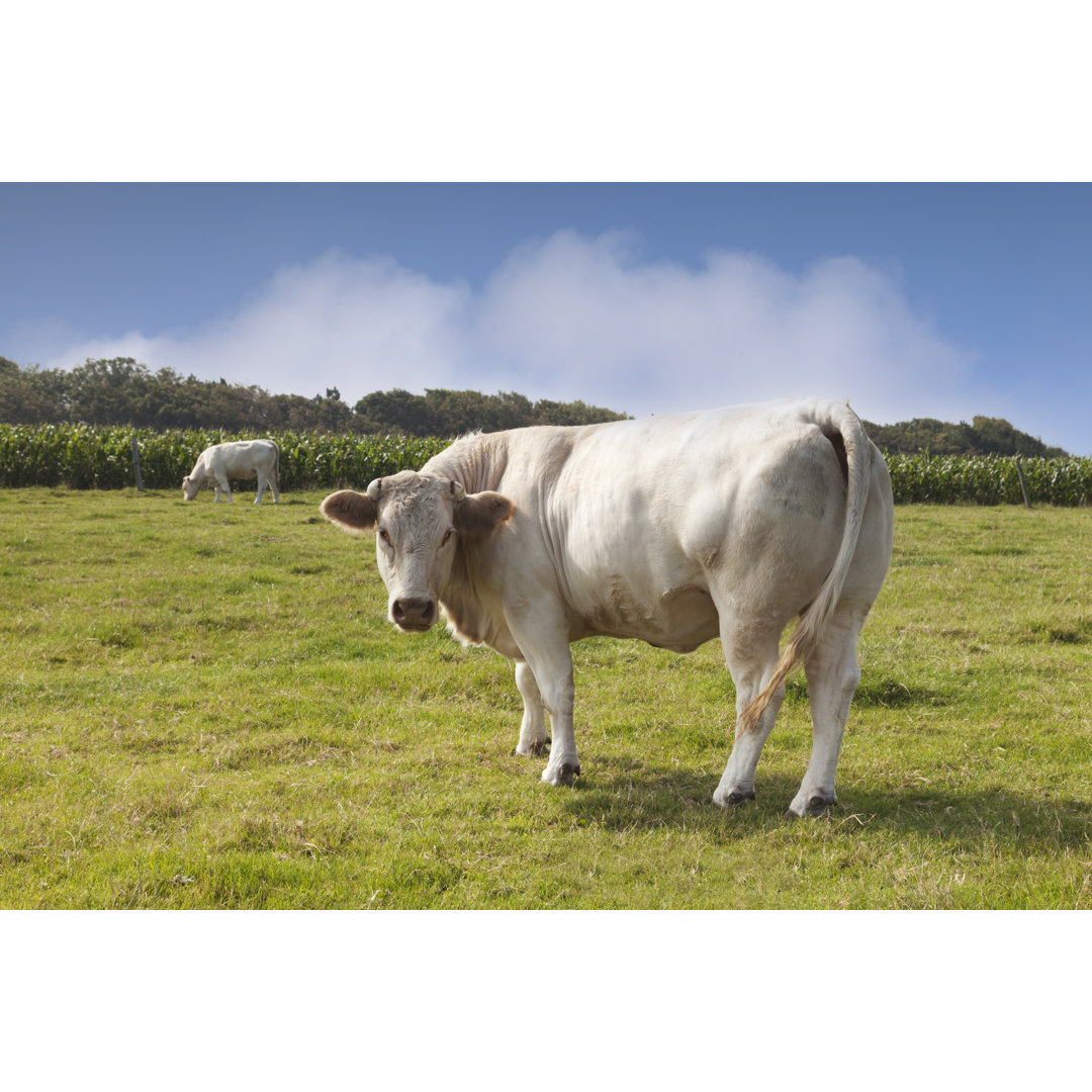 Charolais-Rinder von Travellinglight - Leinwandbild