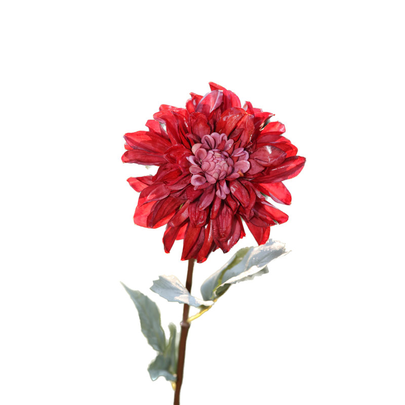 Dahlia, Red