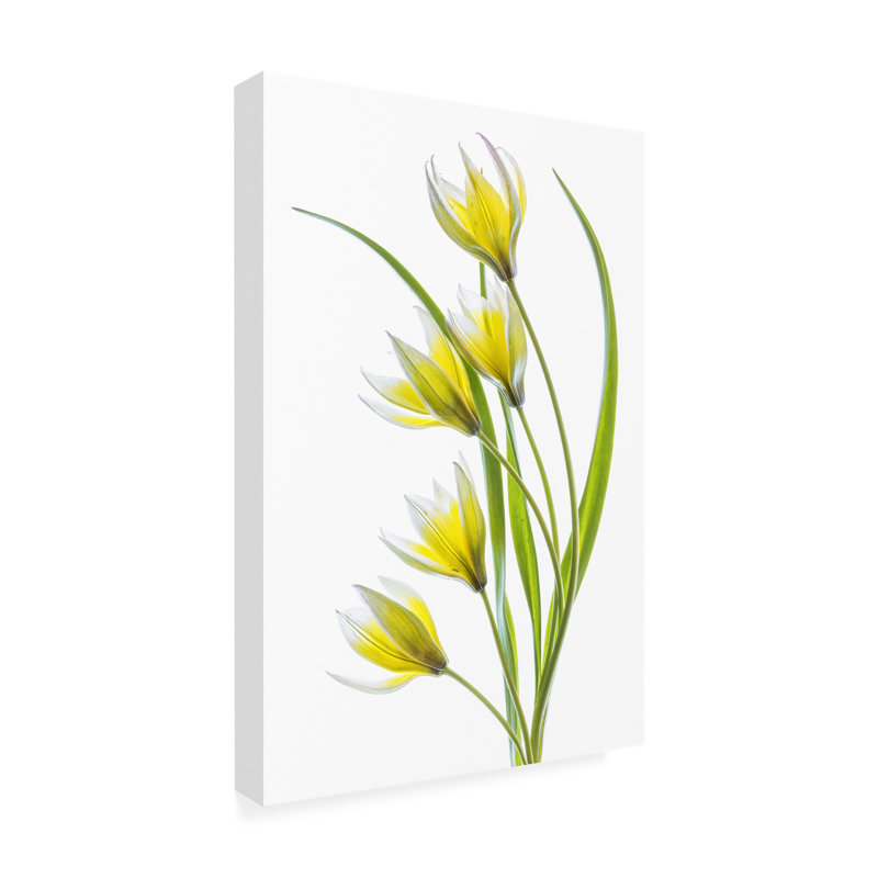 Mandy Disher Tulipa, art sur toile, H 47 po x l 30 po x P 2 po
