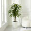 Arbre Dracaena artificiel jaune résistant aux UV Almina, faux arbre avec grande base pour l'intérieur et l'extérieur-132137351-132137353