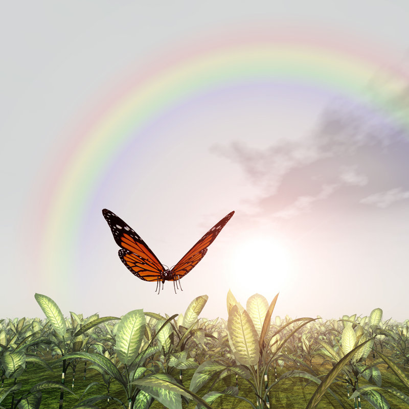 Rainbow and Butterfly par Mr1805 - Photographie sur toile tendue, H 12 po x l 12 po