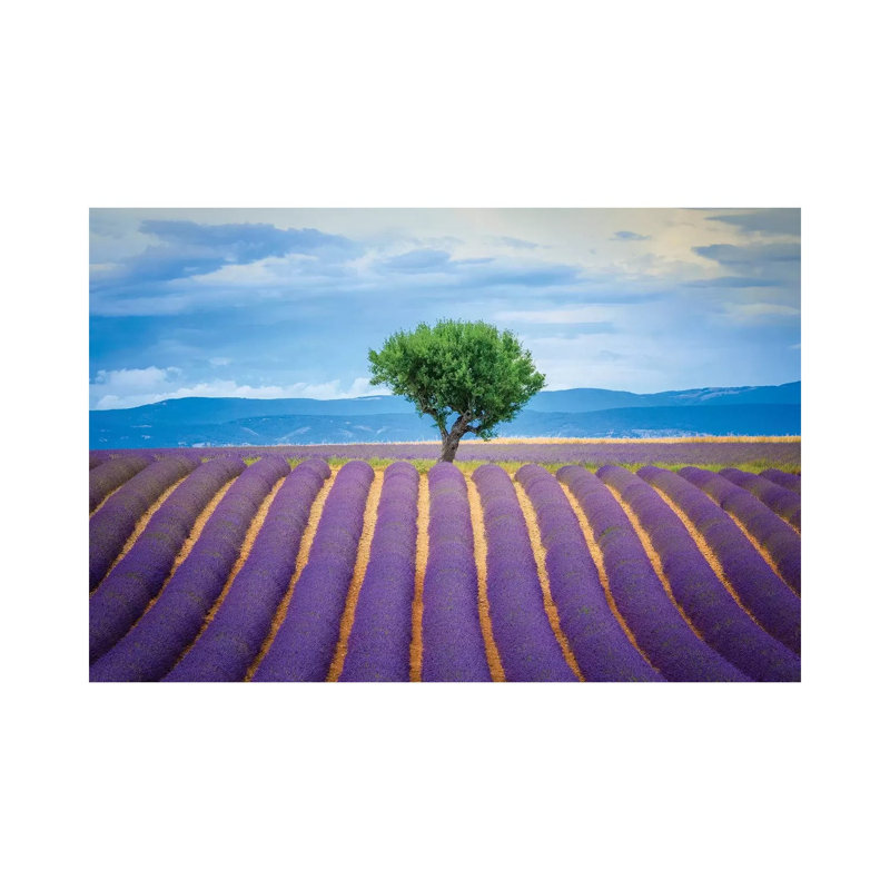 Europe, France, Provence, Valensole Plateau. Field Of Lavender And Tree. by Jaynes Gallery - Wrapped Canvas Print