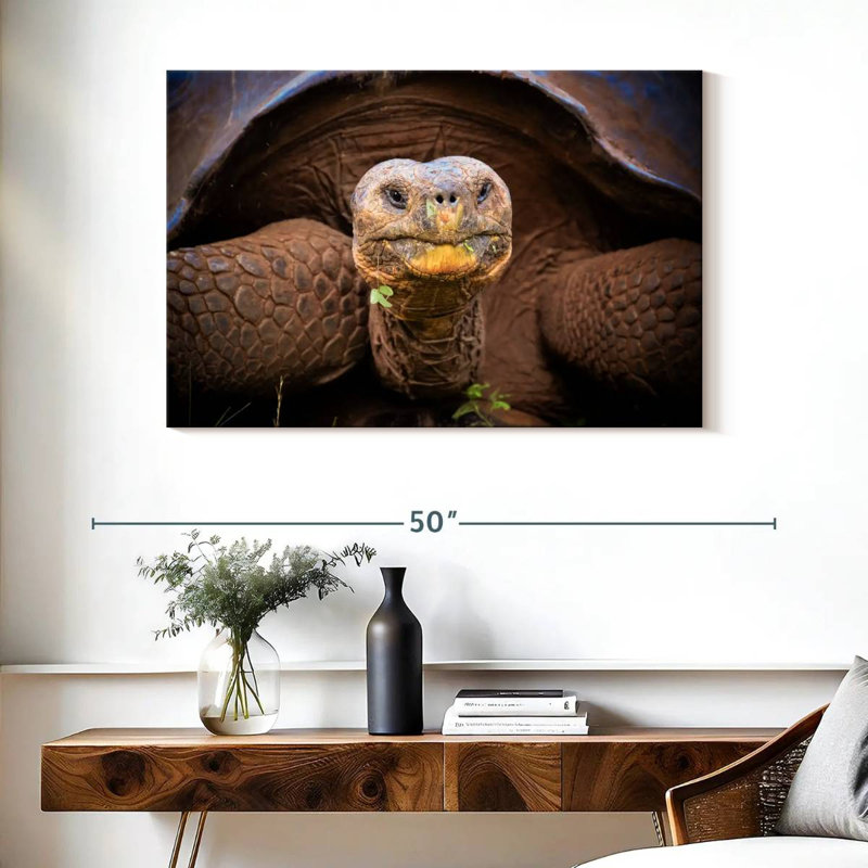 Brampt Galapagos Tortoise, 26" H x 39" W
