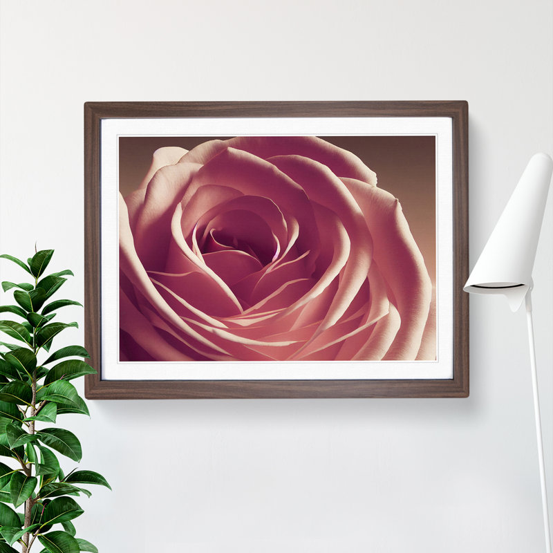 Beguiling Rose Flower - Single Picture Frame Print, 25cm H x 34cm W x 2cm D, Walnut Framed