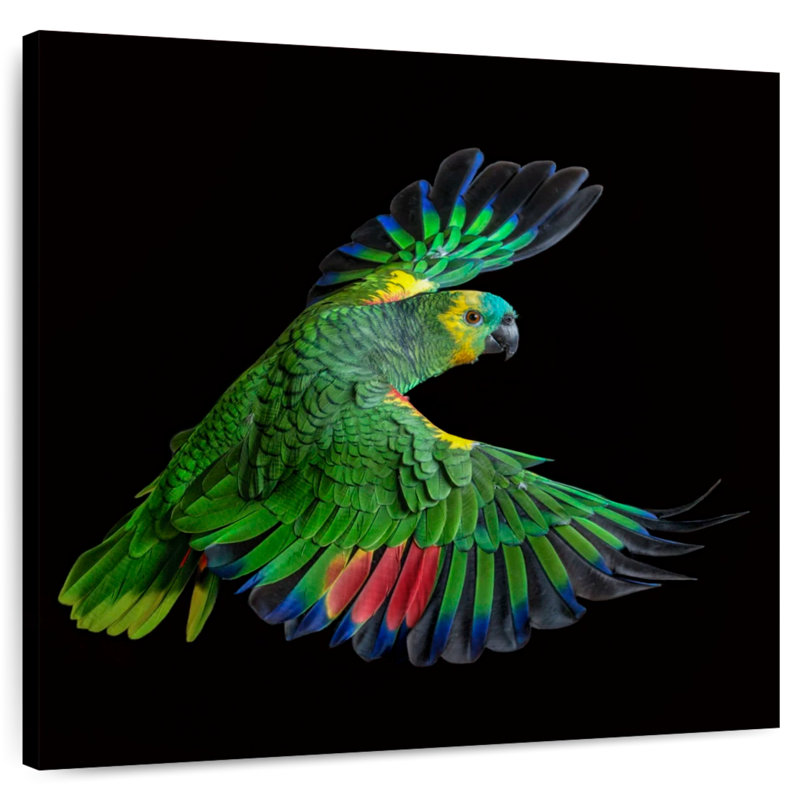 Brampt Flying Parrot