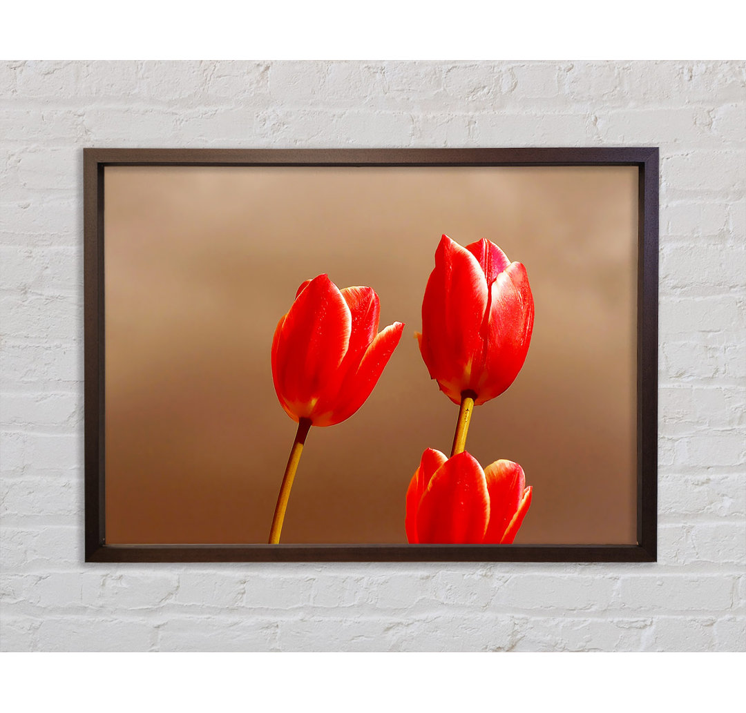 Rote Tulpe Trio - Druck