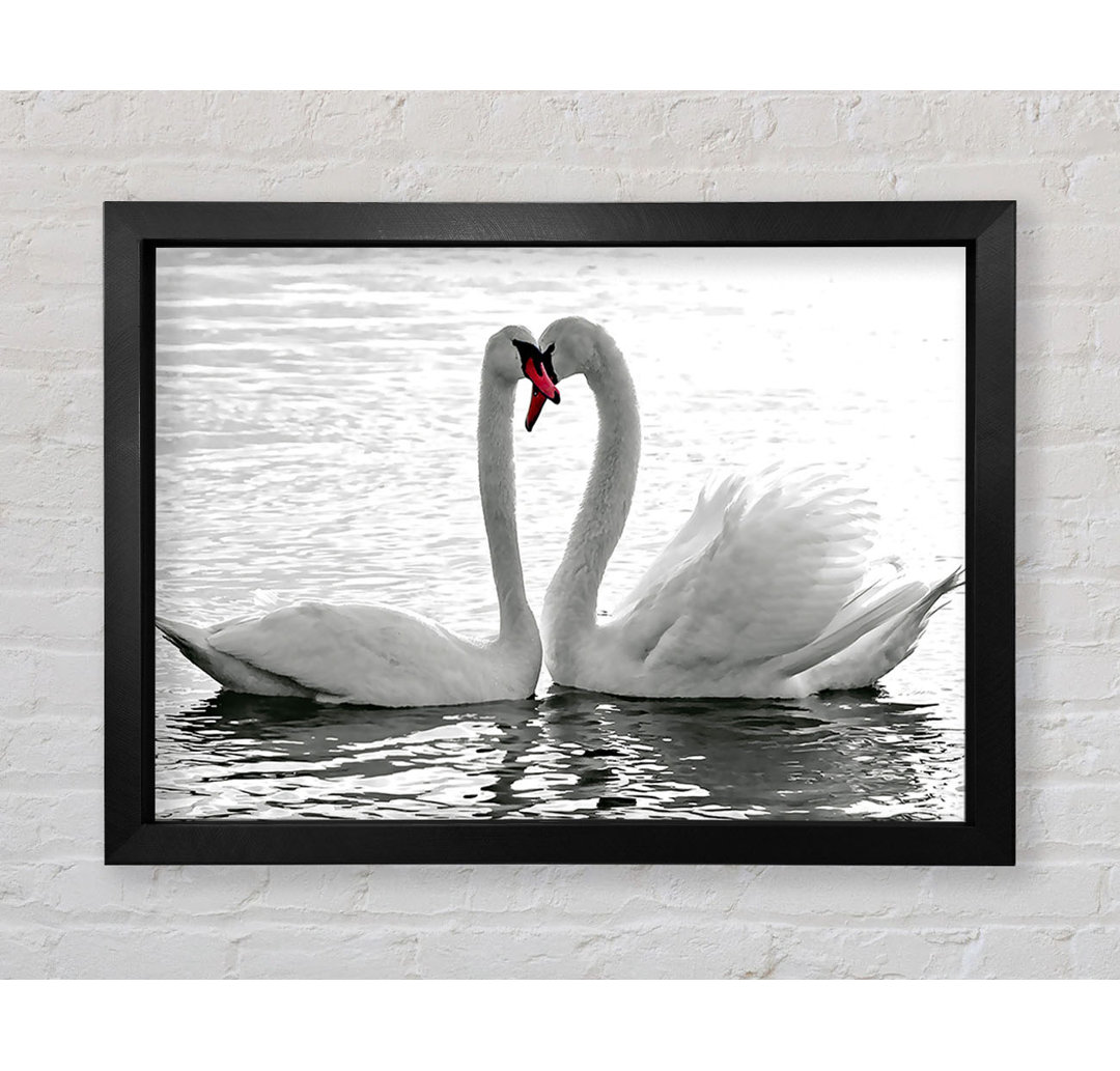 Gerahmtes Bild White Swans 2