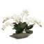 Orchid Floral Arrangement