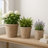 Handcrafted Pottery Clay Planter Set Of 3 - Modern Decorative Versatile Design-1300815746