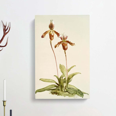 Magnolia Flowers Illustration Tab.38 by Frederick Sander - Wrapped Canvas