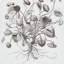 Cabot Botanical Large Fabric