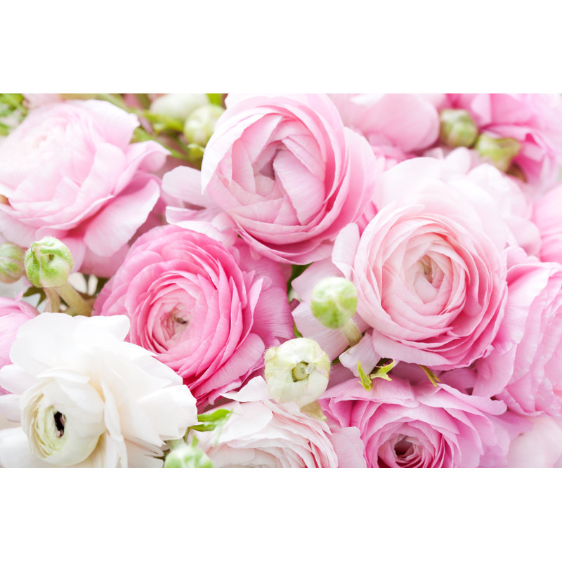 Close-up Of White And Pink Buttercups by Nschatzi - Wrapped Canvas Print, 31cm H x 46cm W x 3.8cm D
