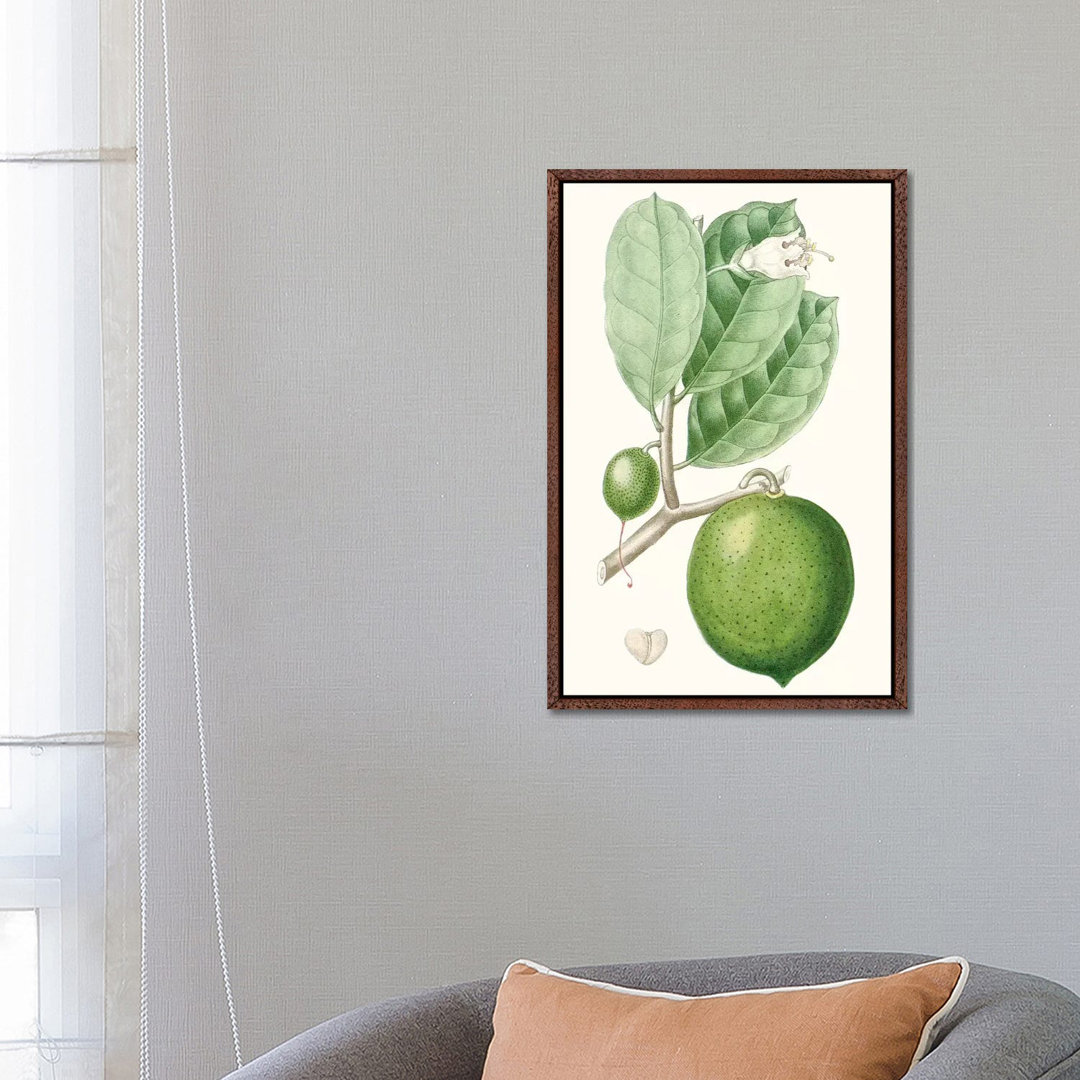 Fruit III von Turpin - Galerie-verpackte Leinwand Giclée