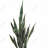 Snake plant - 32"x32" art on canvas