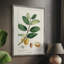 «Turpin Tropical Botanicals», reproduction encadrée en bois massif-753383696